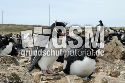 Felsenpinguine (04 von 40).jpg